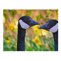Canada Geese and Daffodils Postcards