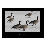 Canada Geese ATC Business Cards