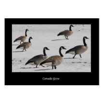 Canada Geese ATC Business Cards