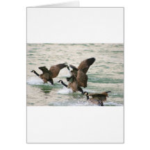 Canada Geese Blank Cards