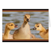 Canada Geese Goslings Birds Card
