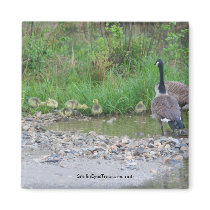 Canada Geese Mom Babies Nature Photo Magnet
