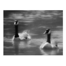 Canada Geese Postcard