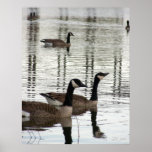 Canada Geese - Print