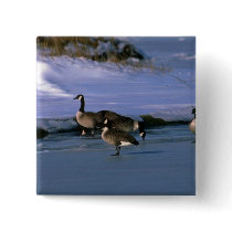 Canada Geese, standing on ice Pinback Buttons