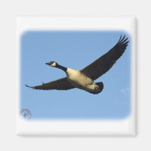 Canada Goose 9R005D-123 Fridge Magnets
