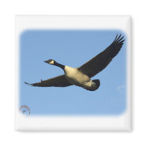 Canada Goose 9R005D-123 Fridge Magnets