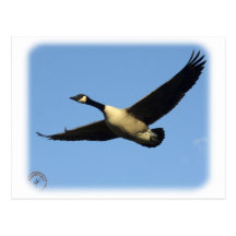 Canada Goose 9R005D-123 Post Card