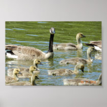 Canada Goose and Babies Poster