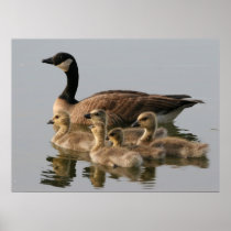 Canada Goose and her brood photo poster print