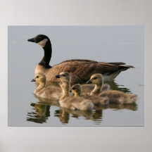 Canada Goose and her brood photo poster print