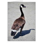 Canada goose at Goose Lake, Anchorage Greeting Cards