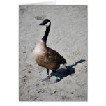 Canada goose at Goose Lake, Anchorage Greeting Card