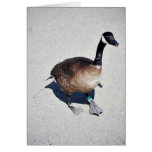 Canada goose at Goose Lake, Anchorage Greeting Card