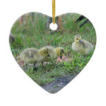 Canada Goose Babies 2 Animal Ornament
