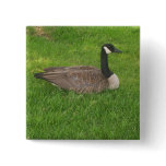 Canada Goose Button