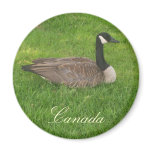 Canada Goose Canada Magnet