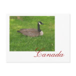Canada Goose Canada Postcard