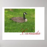 Canada Goose Canada Poster