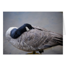 Canada Goose Card