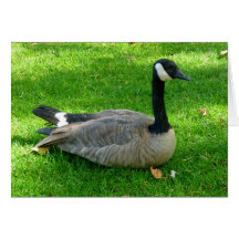 Canada Goose Card