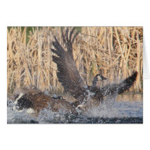 Canada Goose Cards