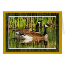 Canada Goose Family