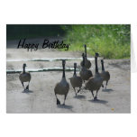 Canada Goose Family Nature Birthday Card