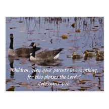 Canada Goose Family Post Cards