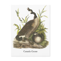 Canada Goose, John Audubon Post Cards