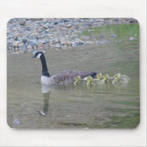 Canada Goose Mom Babies Nature Photo Mousepad