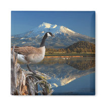 CANADA GOOSE ON THE LAKE MAGNET