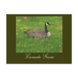 Canada Goose Postcard