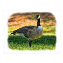 CANADA GOOSE POSTCARD