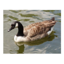 Canada Goose Postcard