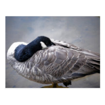 Canada Goose Postcard