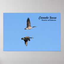 Canada Goose Poster