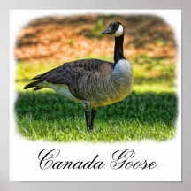 CANADA GOOSE POSTERS