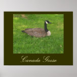 Canada Goose Poster