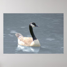 Canada Goose Print