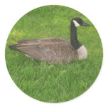 Canada Goose Stickers