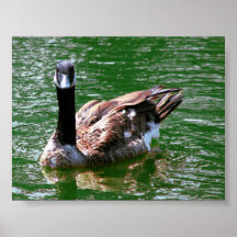 Canada Goose Swimming Posters