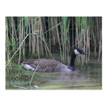 Canada Goose Wildlife Nature Photo Postcard