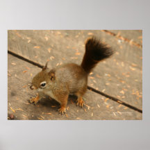 Canada Hemlock Grove Squirrel Posters