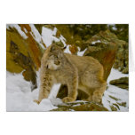 Canada Lynx   (digital art) Card