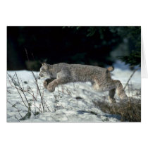 Canada lynx leaping, bounding on snow cards