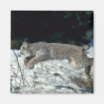 Canada lynx leaping, bounding on snow magnets