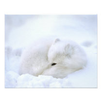 Canada, Manitoba, Churchill. Artic fox with
