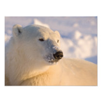 Canada, Manitoba, Hudson Bay, Churchill. 4