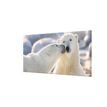 Canada, Manitoba, Hudson Bay, Churchill. Polar Canvas Print